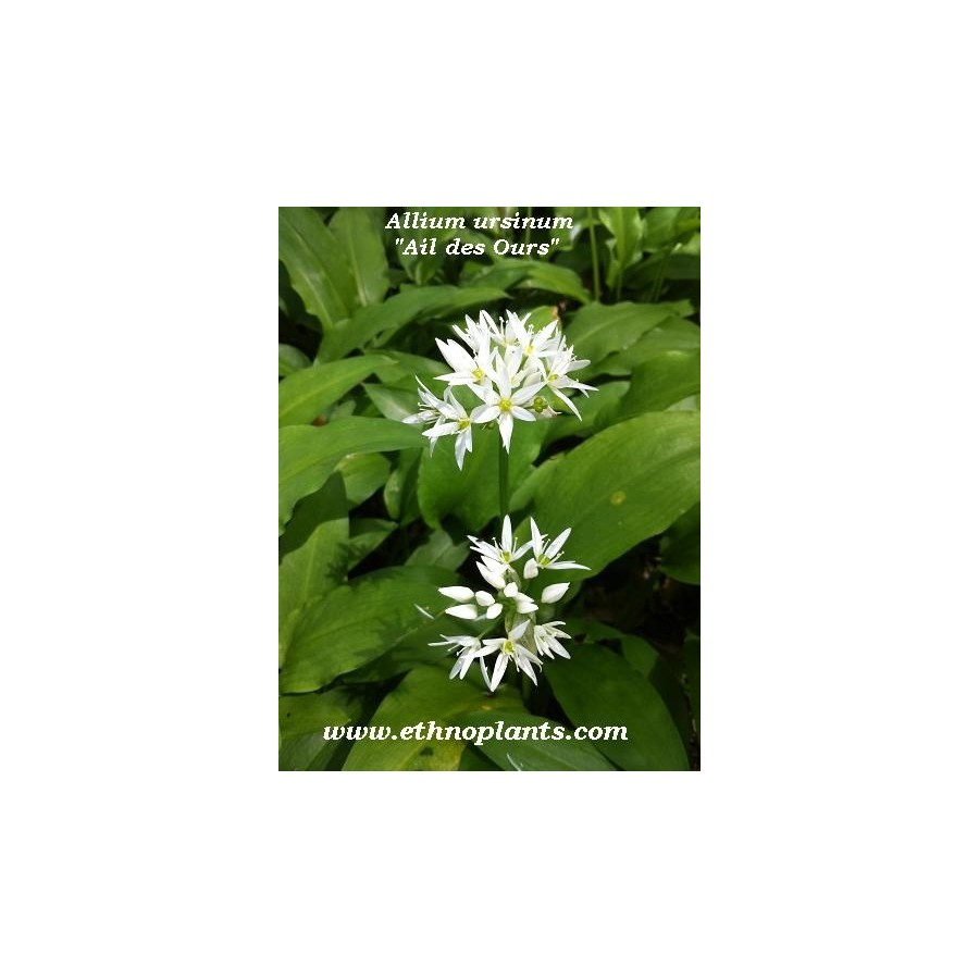 Ail des ours, ail des bois (Allium ursinum) - Mon Jardin Ideal