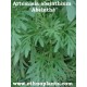 artemisia-absinthium-semillas