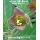 atropa-belladonna-semillas