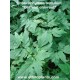 cerfeuil-enivrant-chaerophyllum-temulum