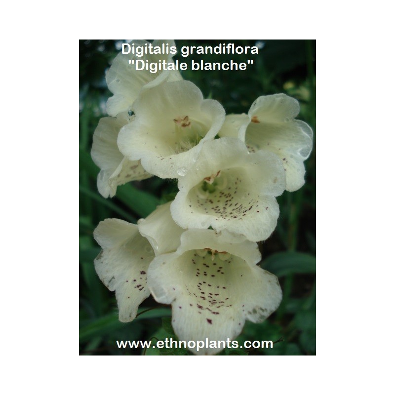 Fleur-Digitale-Digitale-Dalmatian F1 blanche 10 graines enrobées 