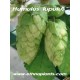 humulus-lupulus-hops-seeds