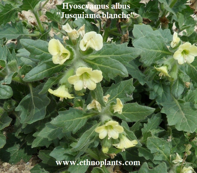 Fresh Seeds Henbane White Hyoscyamus Albus 500 Seeds