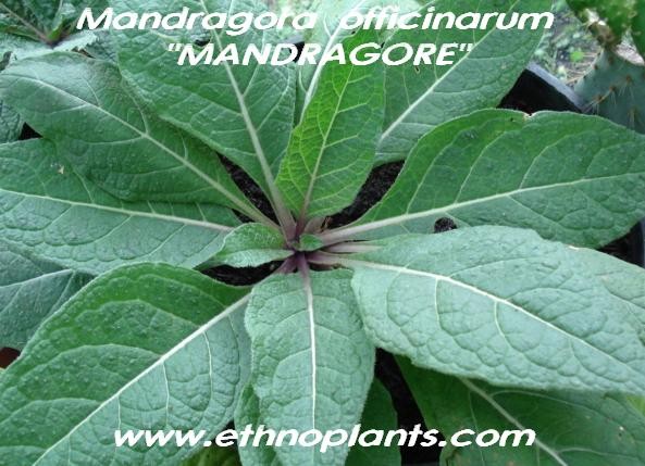 15 graines de mandragore Alraune 15 mandrake seeds Mandragora officinalis 