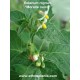 solanum-nigrum-seeds
