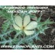 argemone-mexicana-seeds