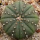 Astrophytum-cactus-oursin-graines