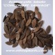 echinocystis-lobata-seeds