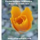 eschscholzia-californica-california-poppy