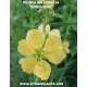 heimia-salicifolia-semillas