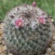 Mammillaria-cactus-sacre-graines