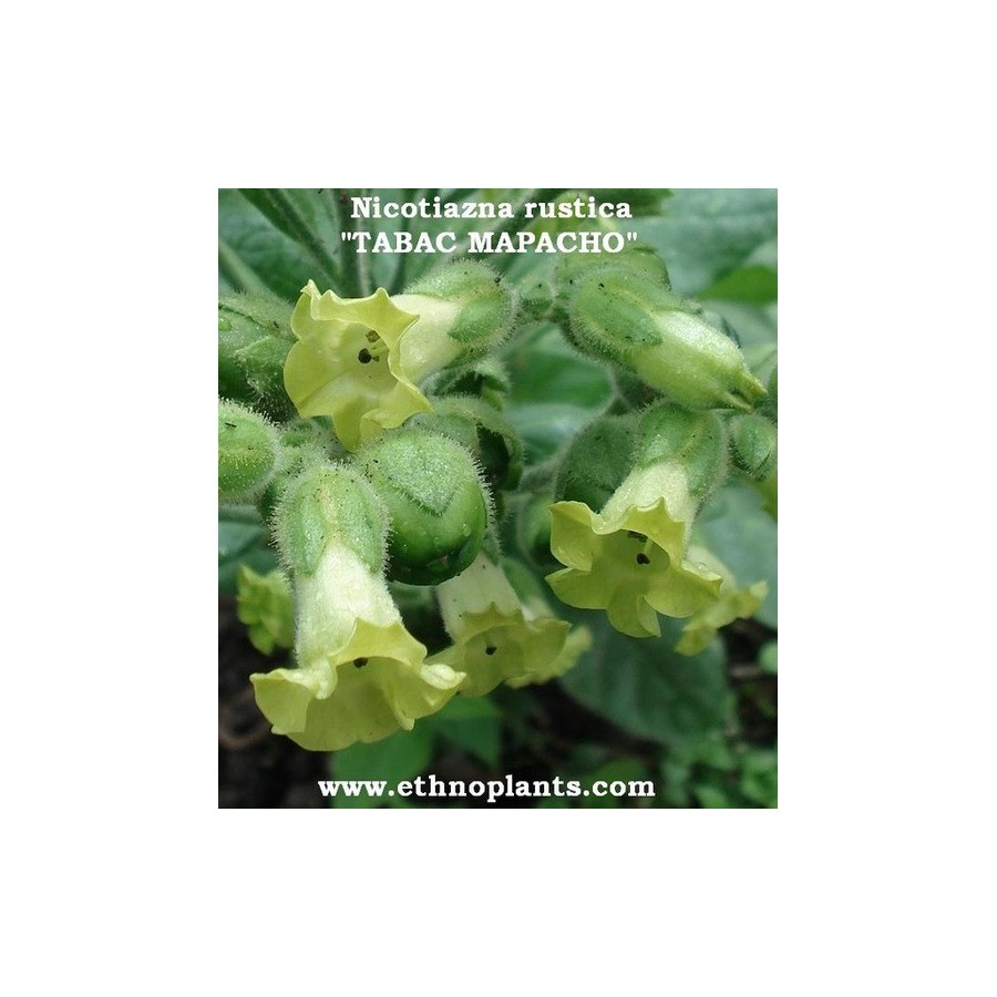 1500+ Nicotiana Rustica Indian Tobacco Seeds – Mapacho Aztec Makhorka – Fresh 2024 Crop