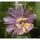passiflora-incarnata-graines