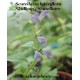 scutellaria-lateriflora-samen-saatgut