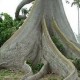 Ceiba-pentandra-kapokbaum-samen