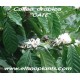 coffea-arabica-cafeier-graines