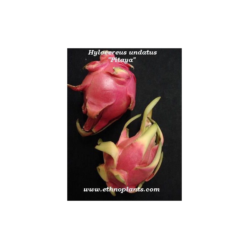 30 pièces Graines de fruits du dragon rouge Hylocereus Undatus vivace sucrée Pitaya fraise poire fruits frais premium graines pour la plantation de jardin cour en plein air 
