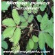 mimosa-pudica-sensitive