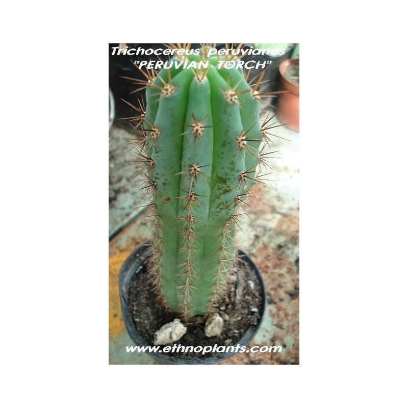 Argent Torche Cactus-Mélange Variétés-Graines Fraîches 