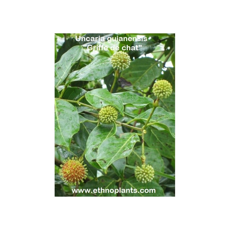 Uncaria seeds  or Cat s  Claw  for sale