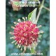 uncaria-cats-claw-seeds