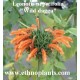 leonotis-nepetifolia-seeds