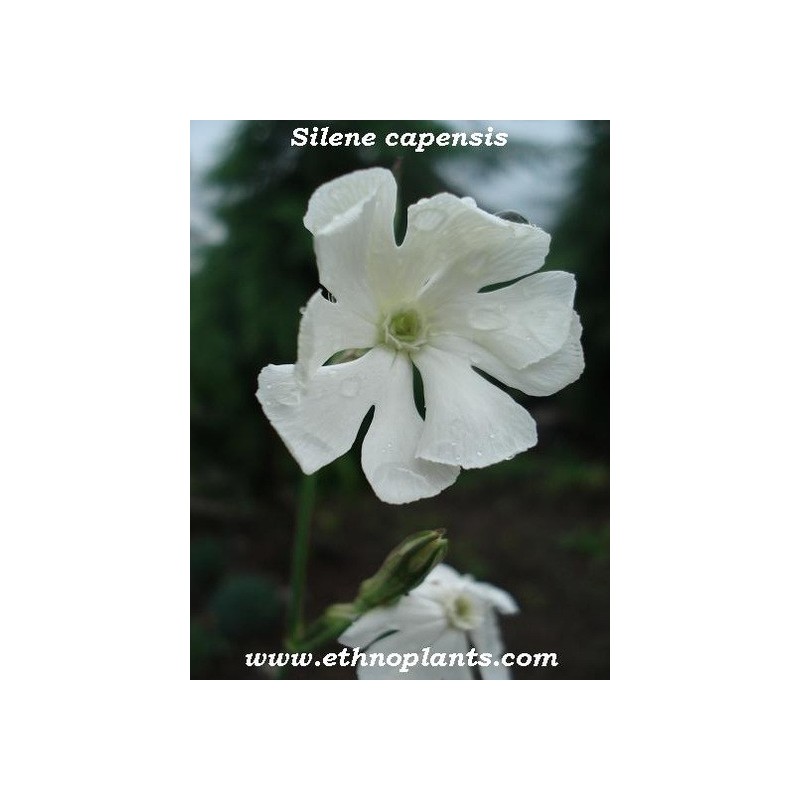 20 Seeds /Xhosa Dream Herb Silene Capensis African Dream Root 