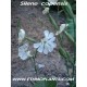 silene-capensis-seeds-sale