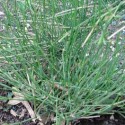 Ephedra sinica  MA-HUANG (10 semillas)