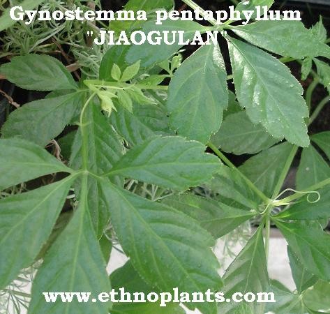 Pflanze der unsterblichkeit 50 Samen 7-leave 7-Blättriger Jiaogulan Gynostemma pentaphyllum