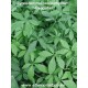 gynostemma-pentaphyllum-seeds