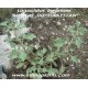 lagochilus-inebrians-semillas
