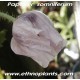 papaver-somnifera-opium-poppy