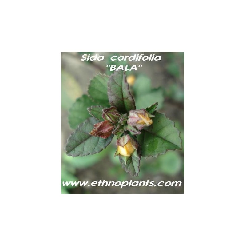 10 Grams Sida cordifolia Herbal Extract Bala Flannel Weed Extract 10X 