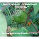 gossypium-cotton-tree