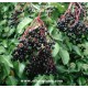 sambucus-nigra-elderberry
