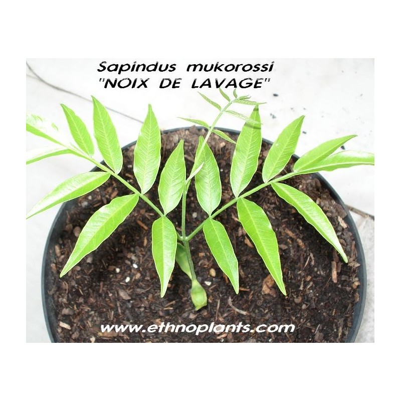 Sapindus trifoliatus Seeds 50 Sapindus emarginata Seeds Soapnut Tree Seeds