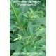 saponaria-officinalis-seeds