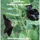 malva-flores-negra-semillas