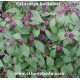 callicarpa-beauty-berry-seeds