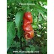 peter-pepper-red-seeds