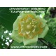 liriodendron-tulipifera-tulip-tree
