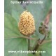 spilanthes-acmella-seeds