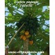 papaya-samen