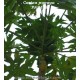 carica-papaya-melonenbaum