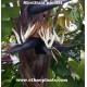 estrelitzia-gigante