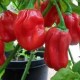 habanero-chili-pepper-seeds
