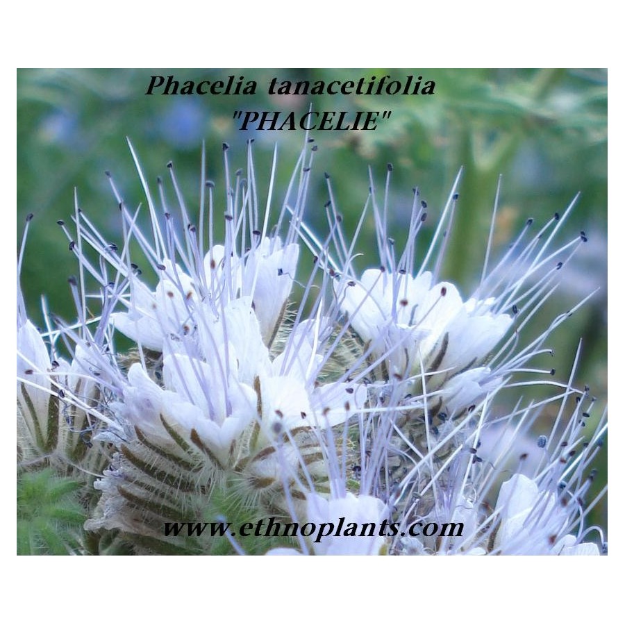 Graines Biologiques De Phacelia Tanacetifolia – Plante Mellifère Pour Abeilles, Hauteur 70 Cm, Engrais Vert