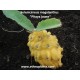 selenicereus-pitaya