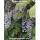 chinese-wisteria-seeds-sale